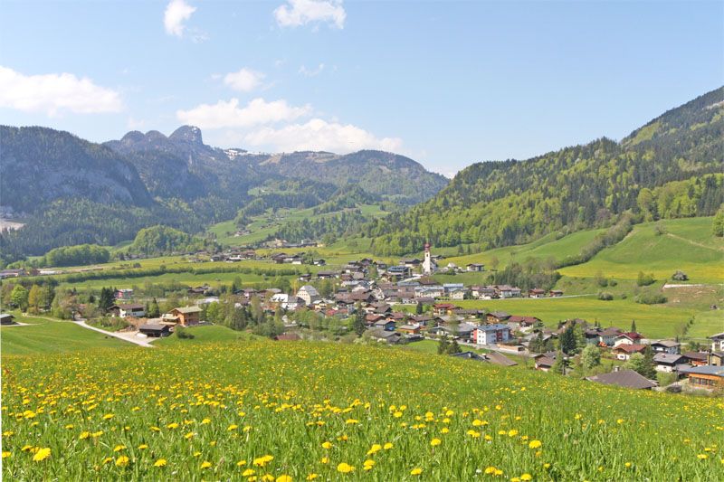 Blumenwiese mit Unken und den Bergen im Hintergrund